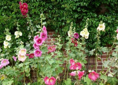 Мальва: идеальное решение для вашего сада