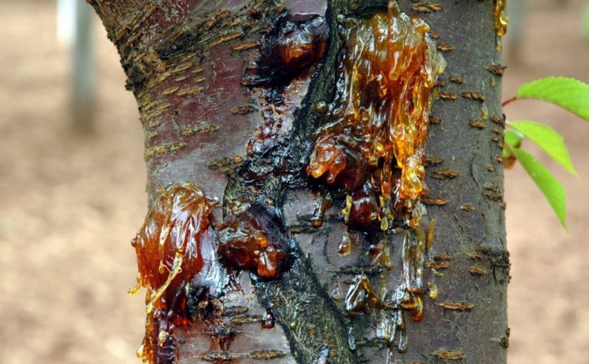 Медный купорос: как правильно использовать для борьбы с болезнями растений