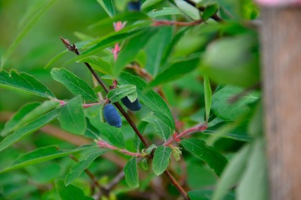 ������ ���� �� ����������: �������� ������ ��� ������� ������