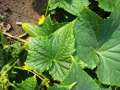 ������ � ��������: ������ �������� ������