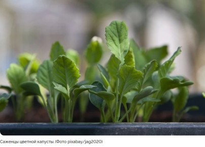 ������� �������: ��� ��������� ��������� ������