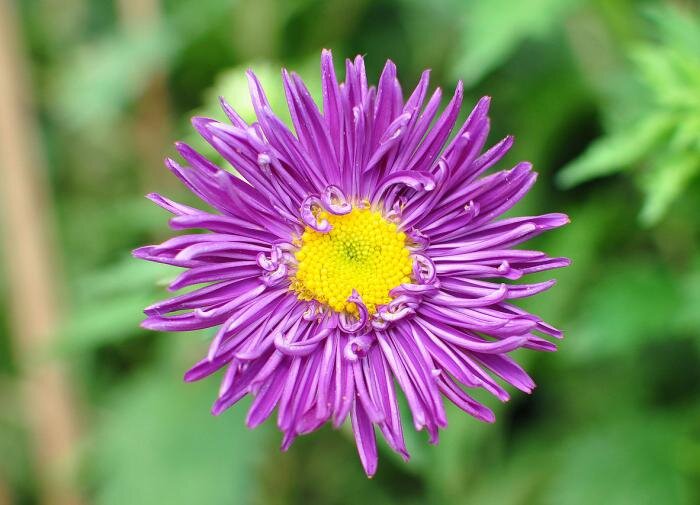 Цветы, которые захватывают участок: три красавца с неожиданными проблемами