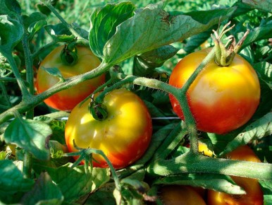 ����������� ������� ��������� ���������� �������