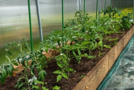 ������ ������ � �������: ��� ����� ������� ������ ������