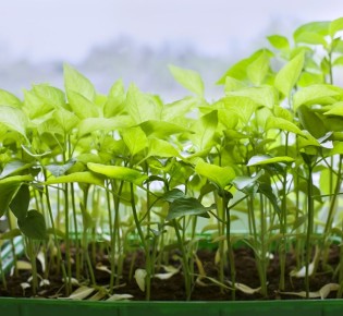 ��� ������ ������������ �������: ������� ������� ��� ���������