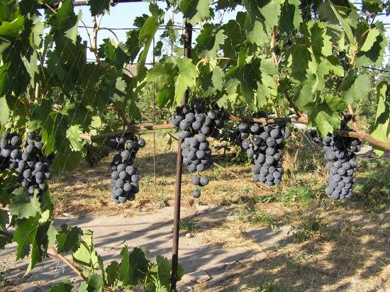 Виноград Страшенский: урожайный сорт с уникальным вкусом