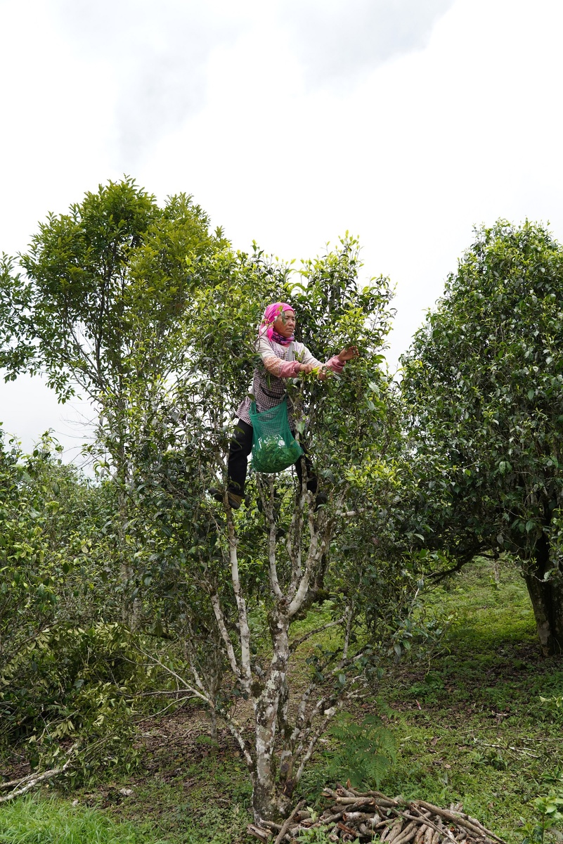 Старый чай: основные аспекты выбора и предостережения