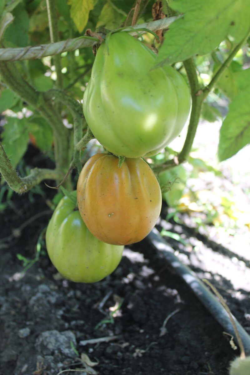 Почему ваши помидоры не краснеют и как это исправить