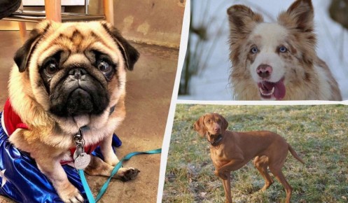 ������, � �������� �� ������: ���-8 �����, ��������� ��������