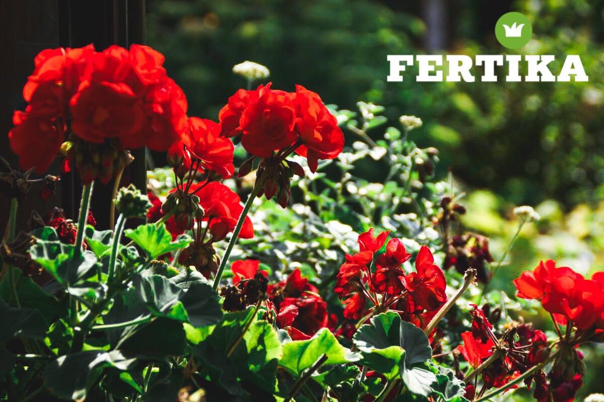 Герань: как создать ухоженный цветник в саду