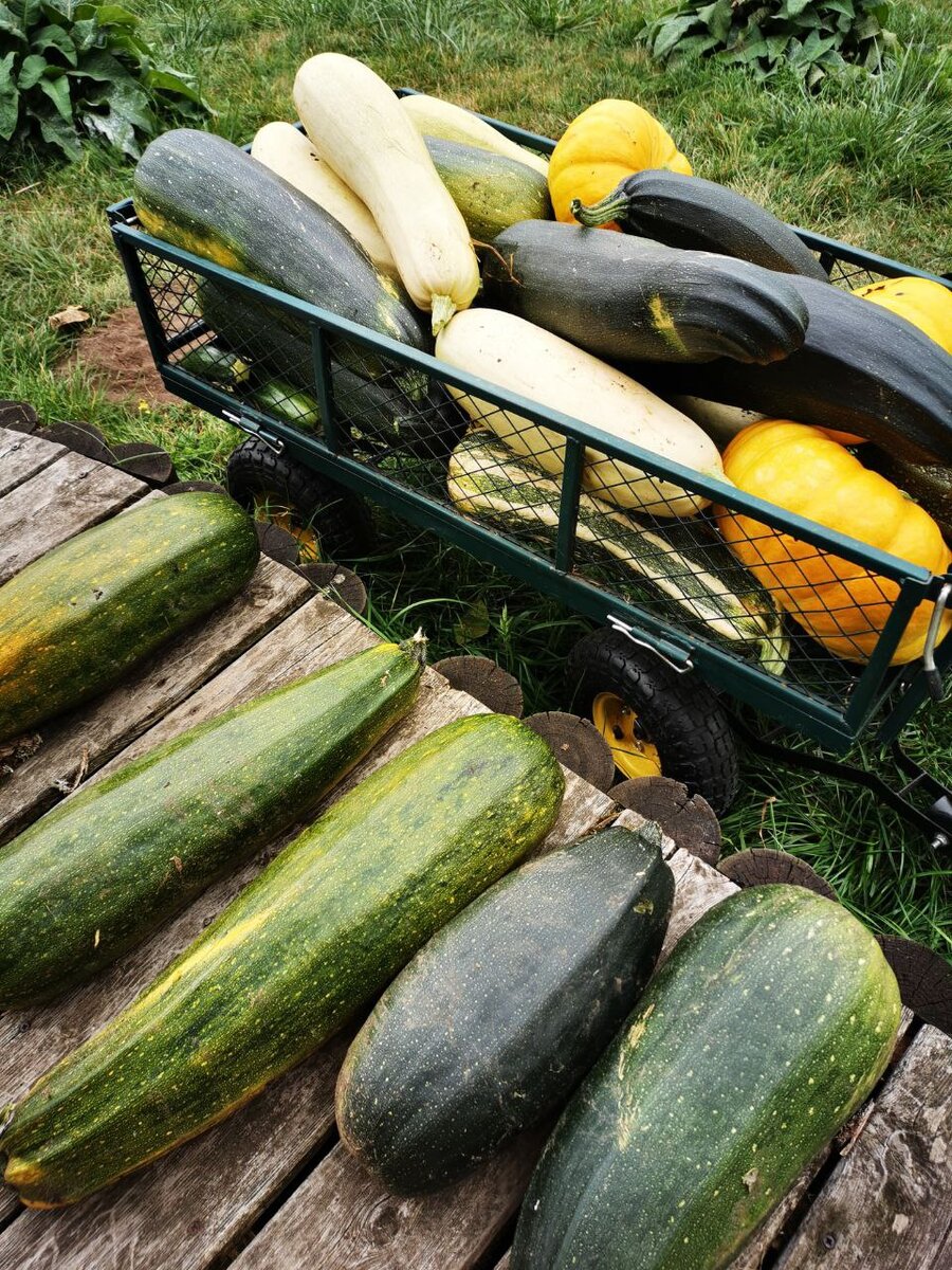 Как правильно обеззаразить почву: советы и ошибки