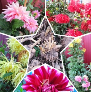 Когда лучше выкапывать георгины и как правильно ухаживать за клубнями