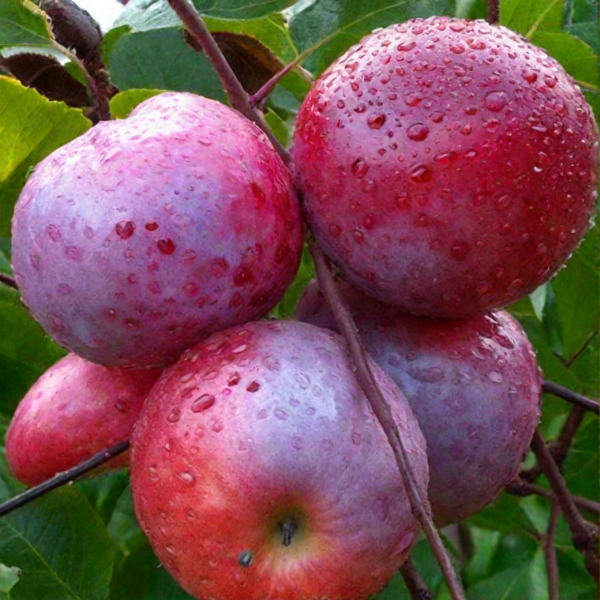 Яблоня Памяти Коваленко: превосходный сорт для вашего сада