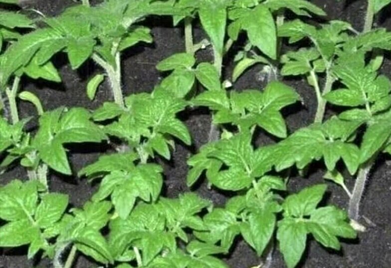 Когда и как пикировать рассаду томатов: советы для садоводов