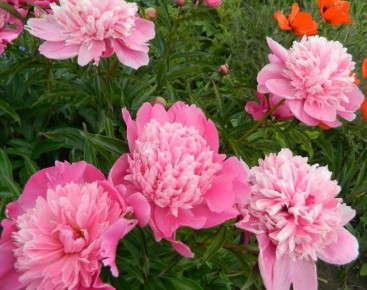 Уход за пионами после цветения: секреты обрезки и подкормки