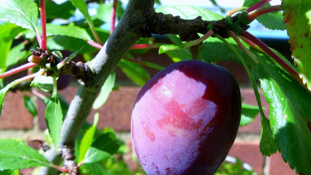 Как вырастить сладкие сливы: советы для садоводов