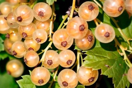 Смородина Белая фея: секреты успешного выращивания и сладкий урожай