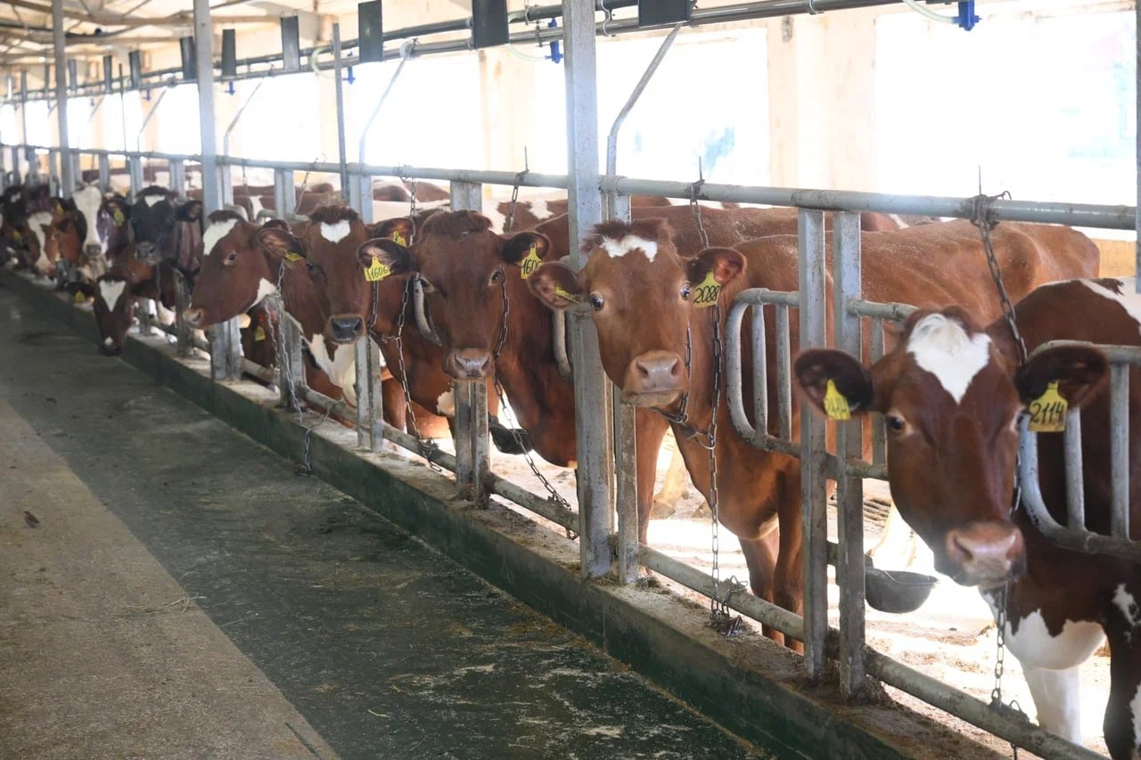 Артур Парфенчиков: Развиваем производство готовой молочной продукции в Эссойле Артур Парфенчиков: Развиваем производство готовой молочной продукции в Эссойле