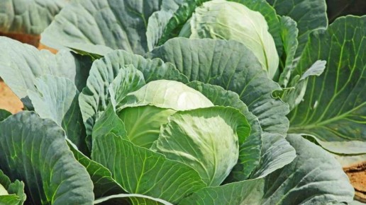 �������, ������� ����� ����������: ������� ��������