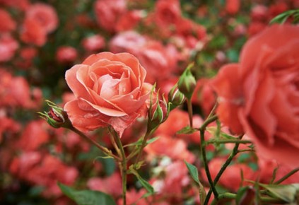 ��� ��������� ������������� ���� � ������ ������� ����