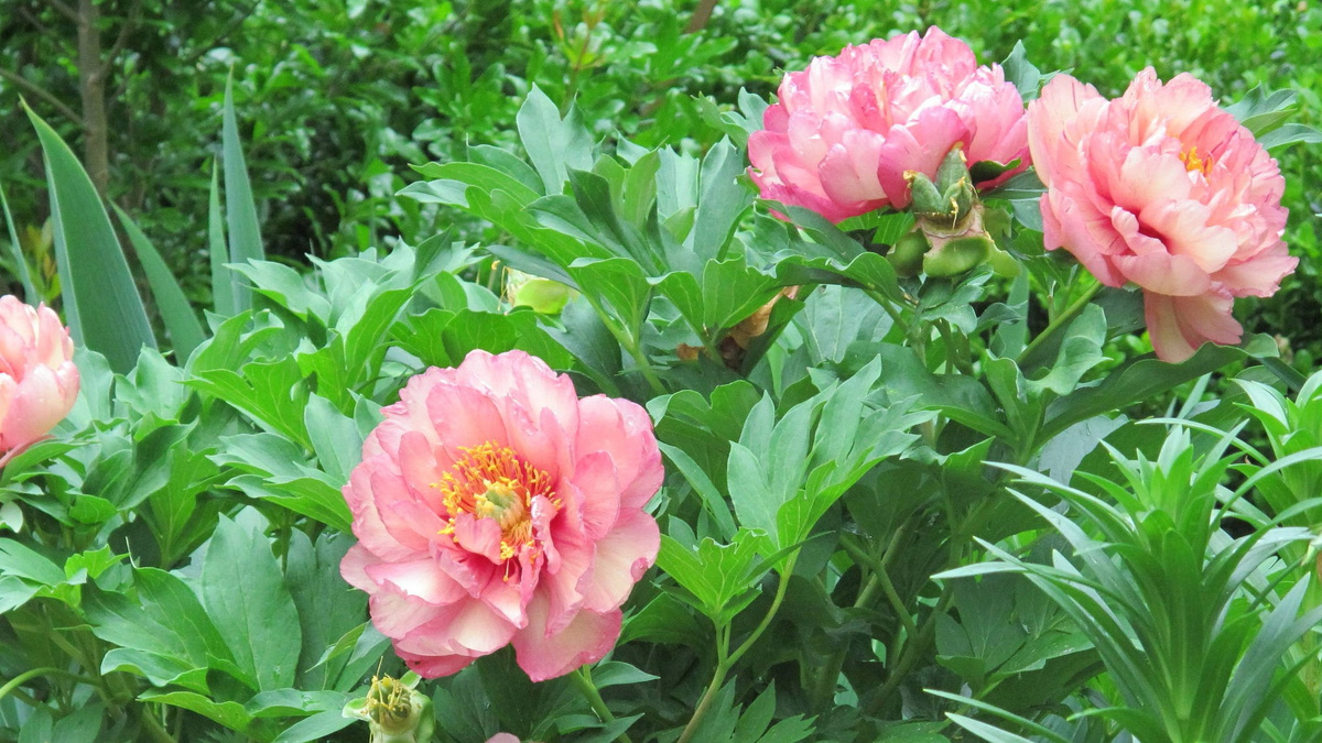 Как пересадка пионов может вдохнуть новую жизнь в ваш сад