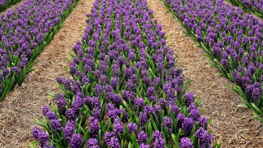 Секреты успешного хранения луковиц гиацинта после цветения