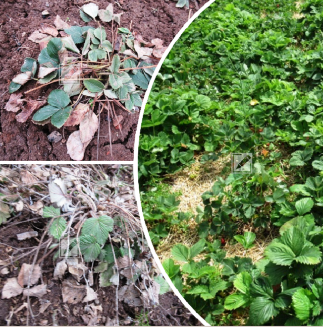 Ошибки при первой подкормке клубники и земляники после зимы