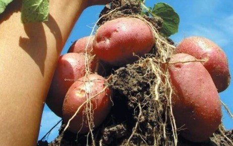 Окучивание картофеля: секреты успешного метода от агрономов