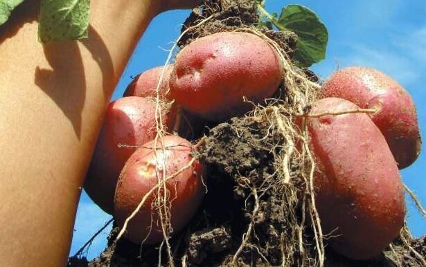 Окучивание картофеля: секреты успешного метода от агрономов