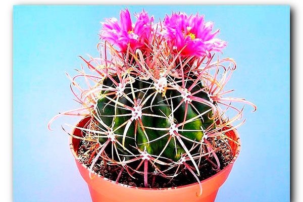 Ферокактус: Колючие гиганты пустыни и их секреты успешного выращивания