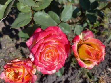 Ранние покупки роз: советы по подготовке и уходу