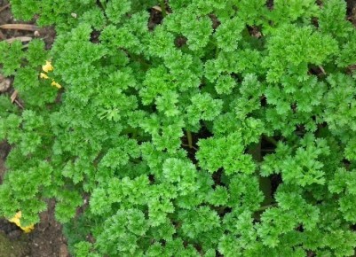 ��� �������� ������������ �������� �� 3 �����