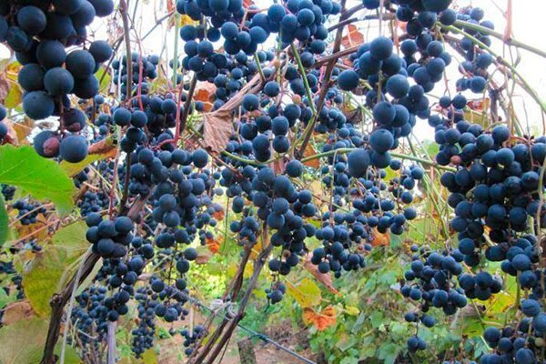 Виноград Таежный: универсальная находка для садоводов в условиях умеренного климата