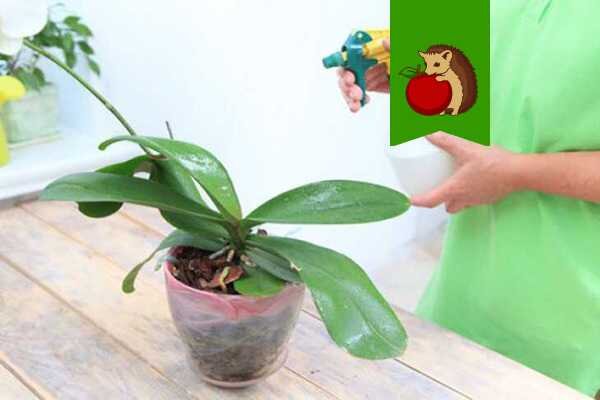 Ошибки, которые могут погубить вашу орхидею