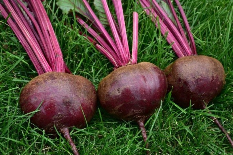 Секреты успешного ухода за свеклой в августе