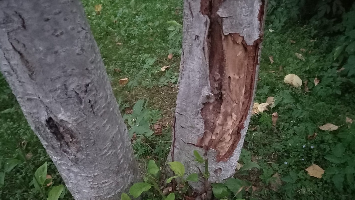 Как подготовить деревья к зиме: главные ошибки и эффективные советы