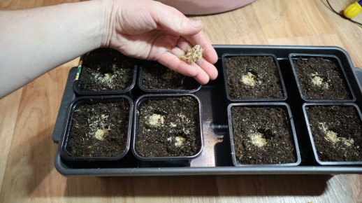 Выращивание клубники из семян: секреты успеха для начинающих садоводов