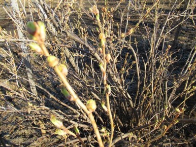 ��� ���������� �������� � �������� ������ �� ���������: ������ ���������