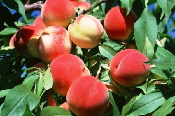 Персик Краснощёкий: секреты ухода и особенностей выращивания