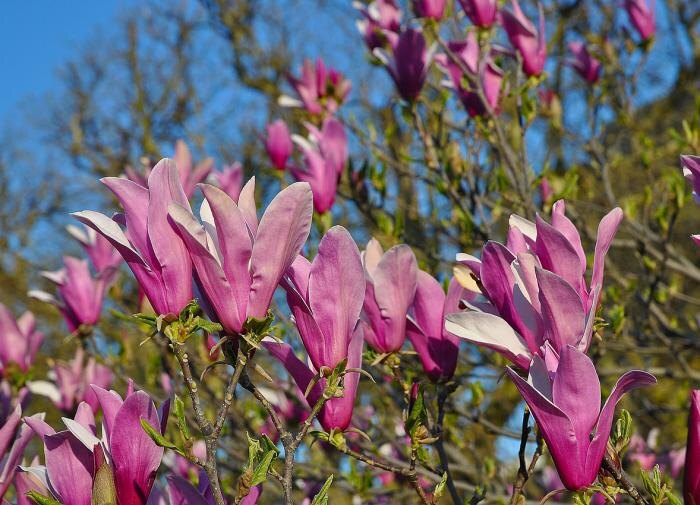Секреты успешной посадки магнолии в холодных регионах