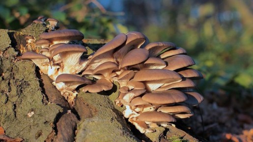 ��� ��������� ������� �� ����� �������: ������ ��� ����������