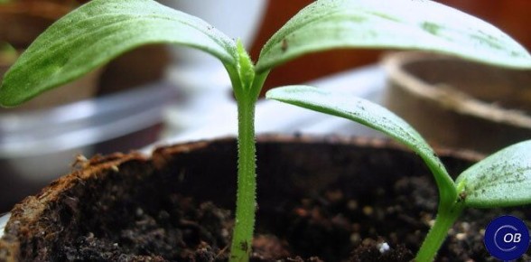 ������� ������� ������ �������: ��� ��������� ������ �����