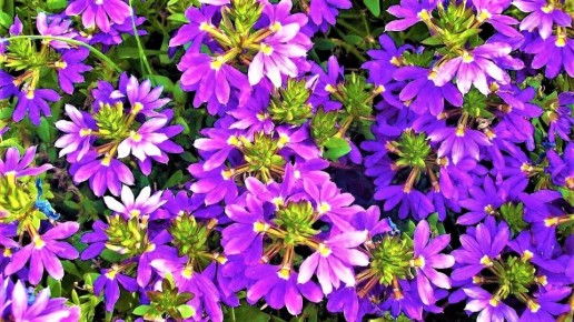 �������: ������, ��������� ������� ������ ���������