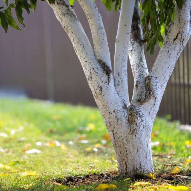 ��� ������� ����������� ������� ������� ��� ������ �������� �� ���� �����