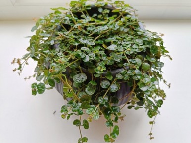 �����: ��� ������� ��� ��������� ���� ����� ����������?