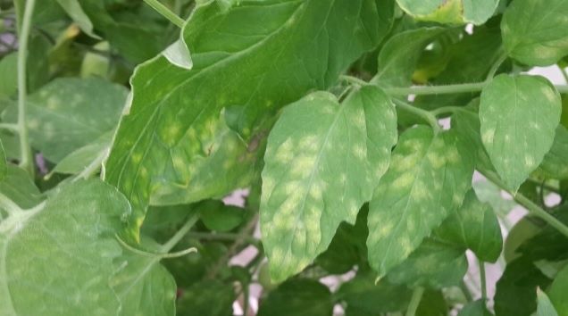 ��������� ������� ��������������: ��� ���������� � ���������� ���������� � ���������?