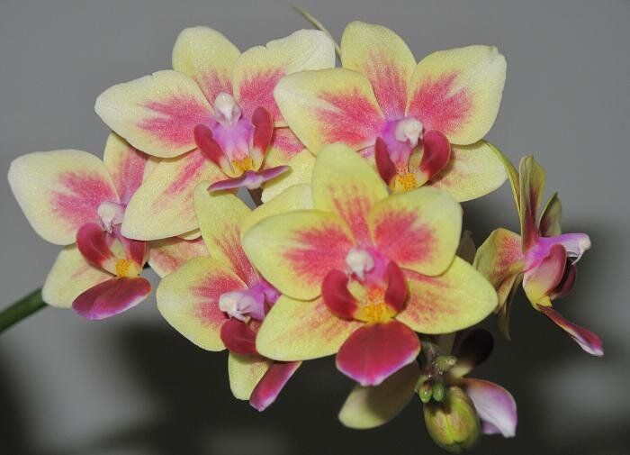 ������ ��� ������ �������� �������