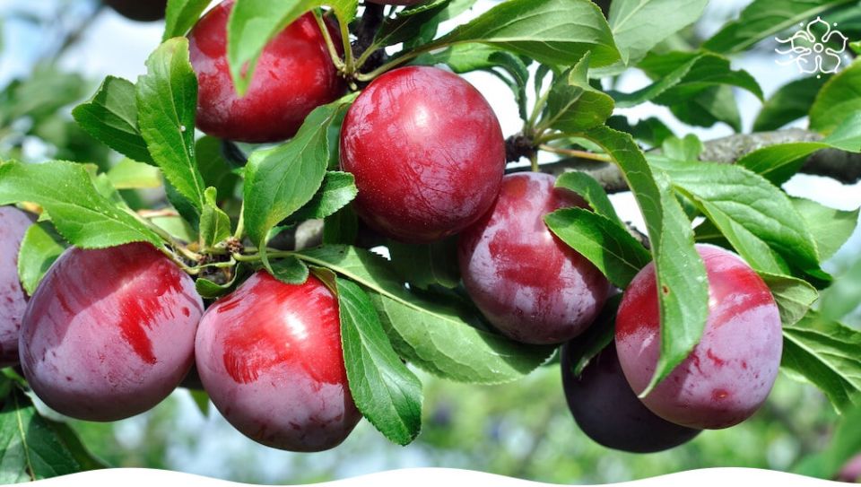 ����� ����, ������� ������ ������� �� ������