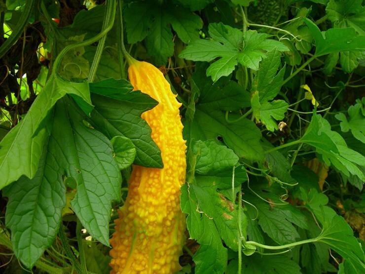 Момордика: экзотический овощ с уникальными свойствами и простотой в выращивании