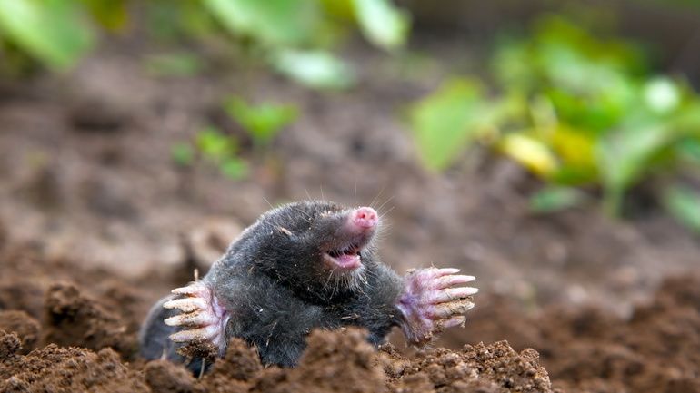 ��������� ������� ������������� ������ ������: ��� ������ �������� � �������